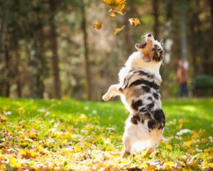 Dog Obedience Training Services 300x240 1